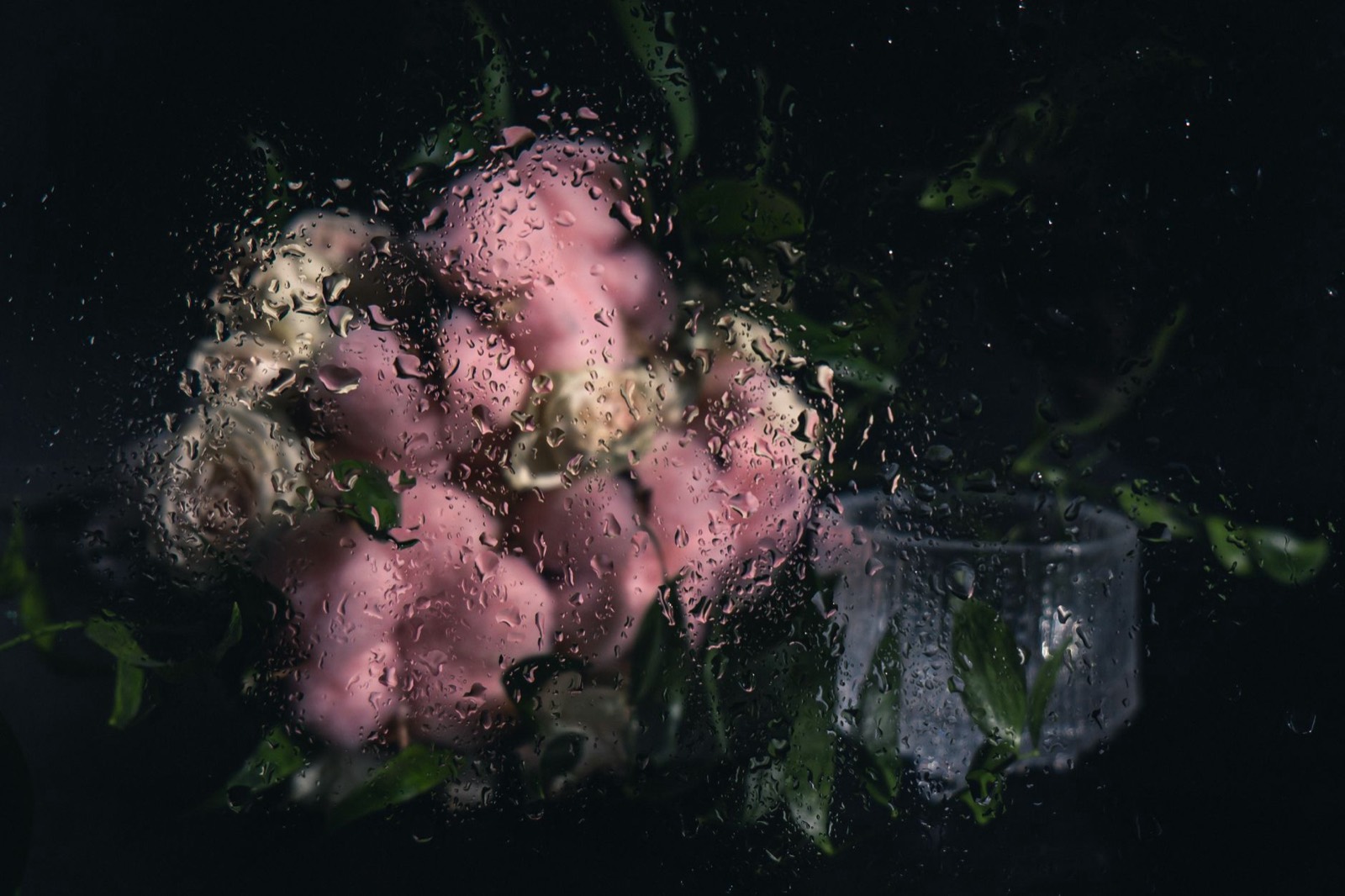 Dark botanical still life reflecting the complexity of the cultivar