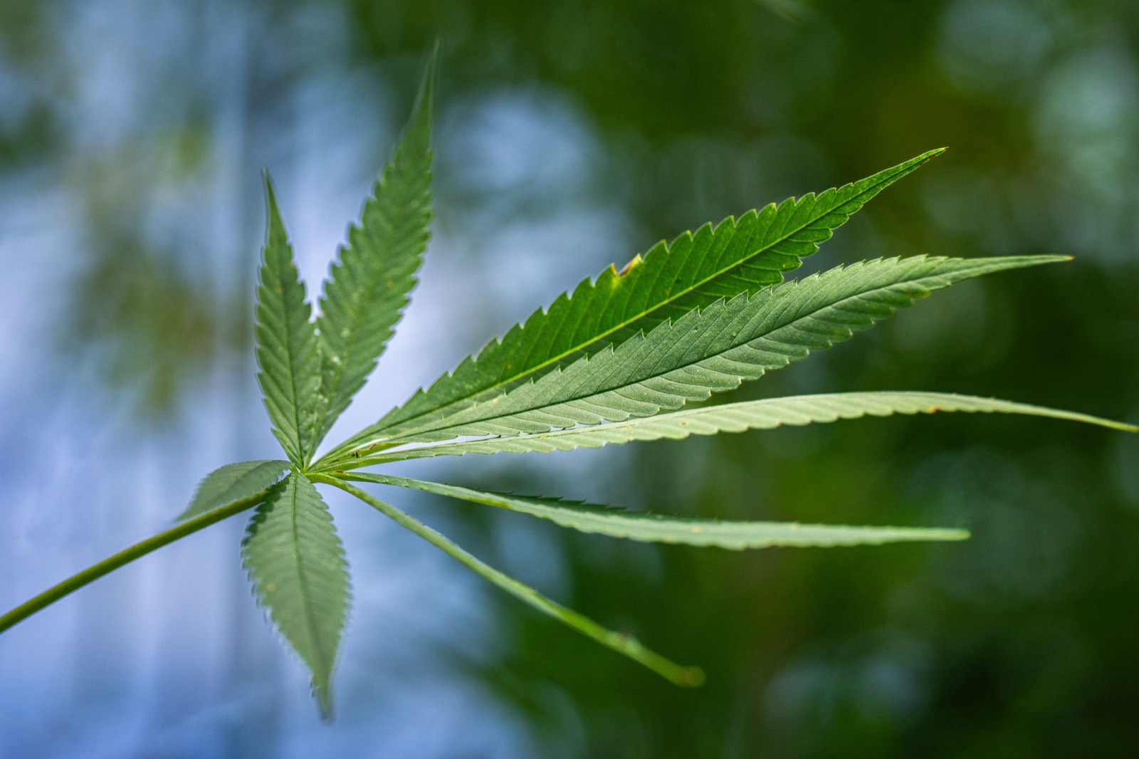 Cannabis flower detail showing dense resin coverage