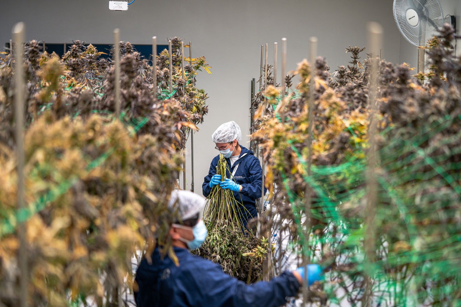 Small-batch craft cannabis production in northern Michigan