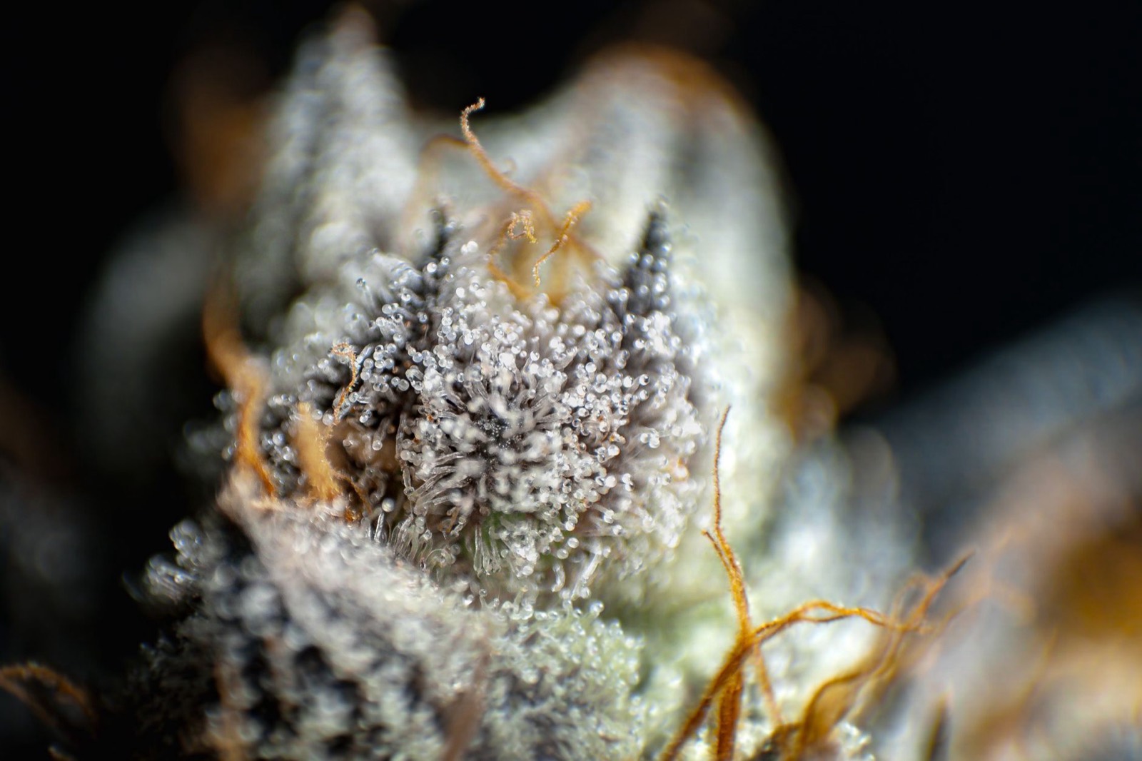 Baijiu cannabis flower showing dense complex structure