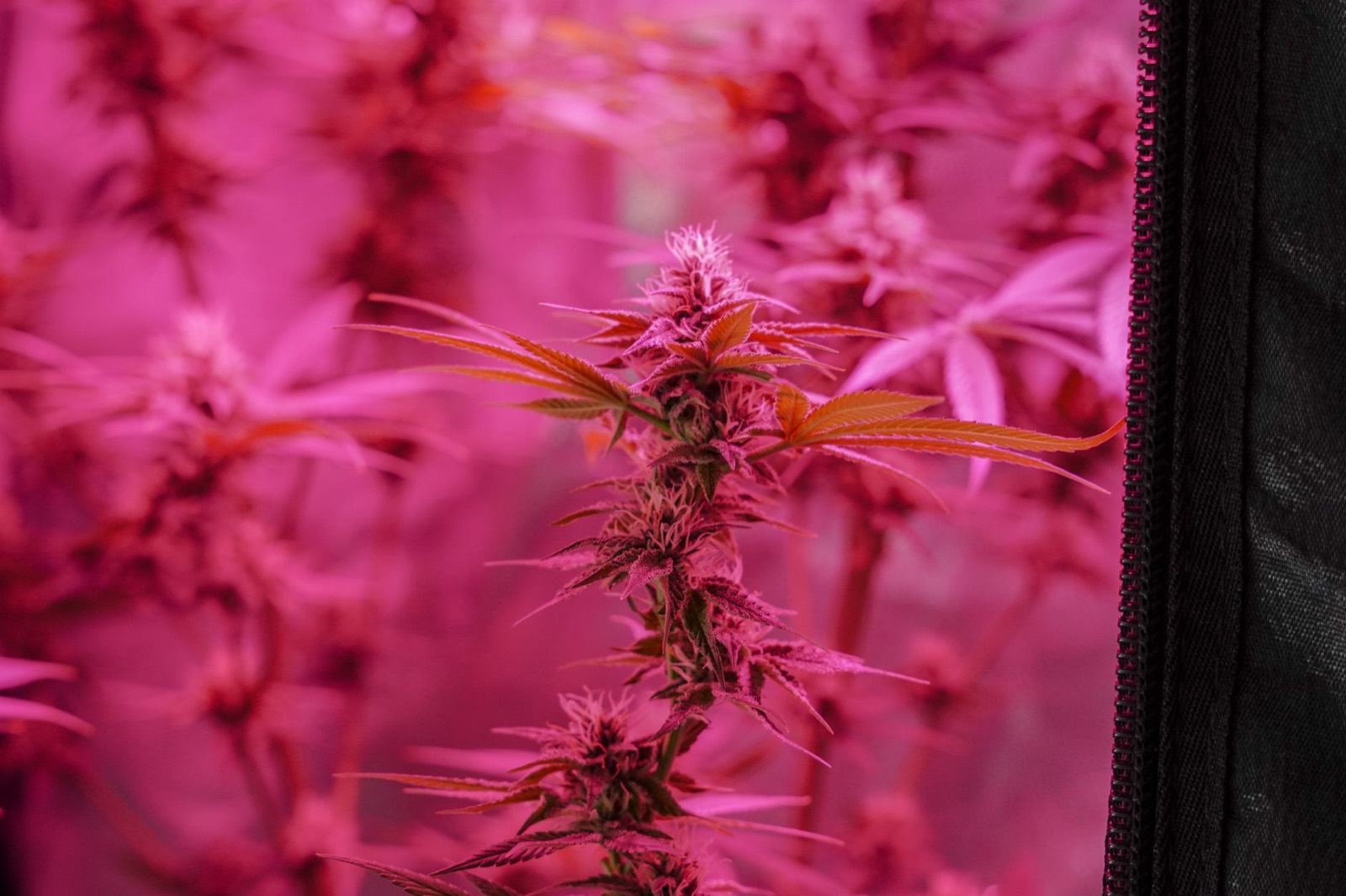 Indoor cannabis canopy grown under full-spectrum LED lighting