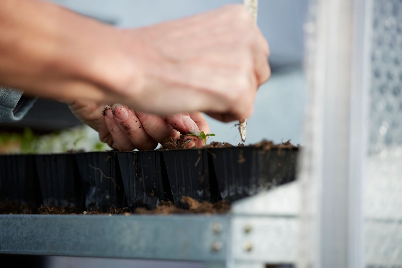 Cannabis cuttings propagating in a controlled cloning tray