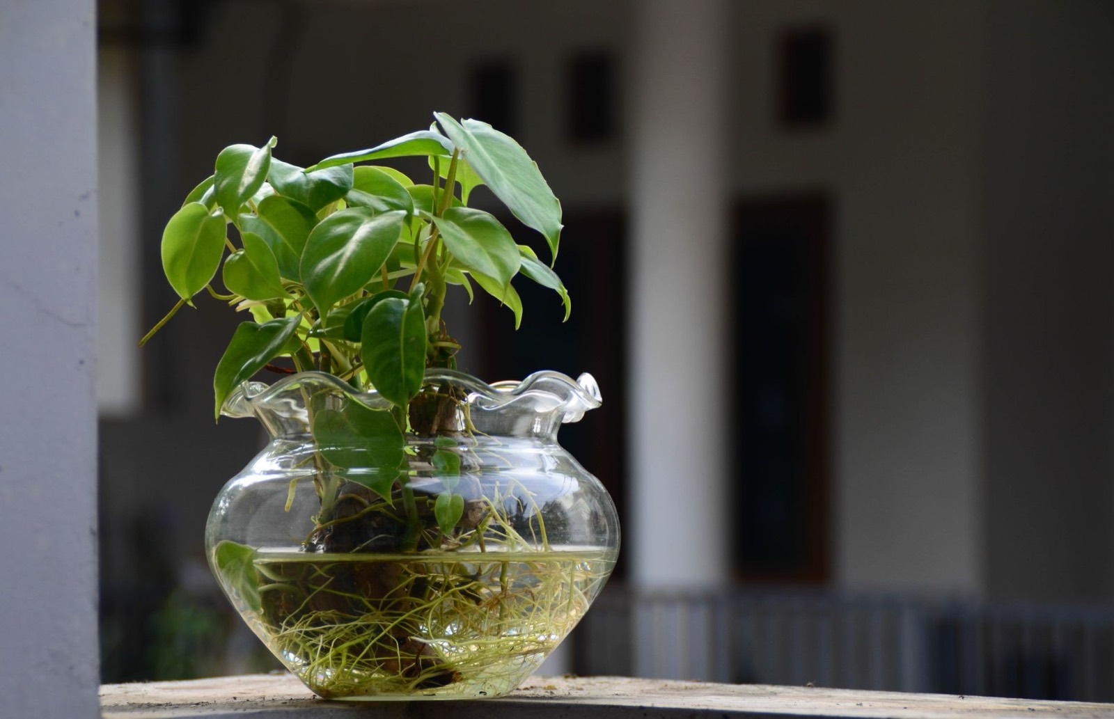 Healthy plant cuttings rooting under controlled humidity conditions
