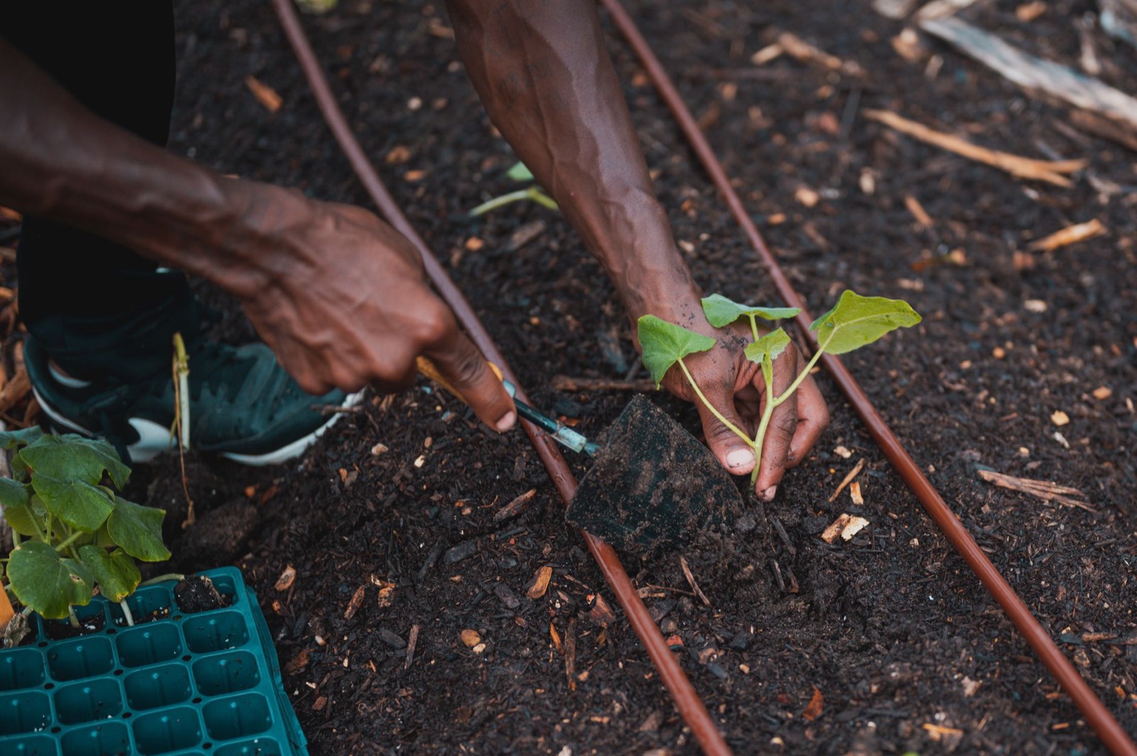 Drip emitters delivering even irrigation across a plant canopy