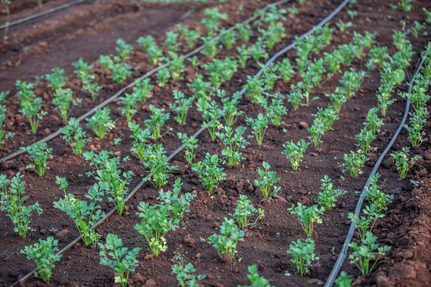 Drip irrigation system providing even controlled water delivery