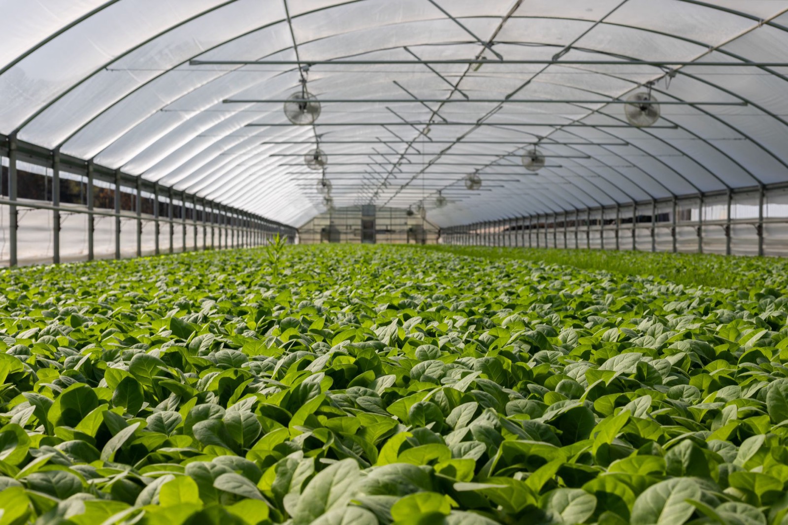 Controlled grow environment preventing common cultivation problems