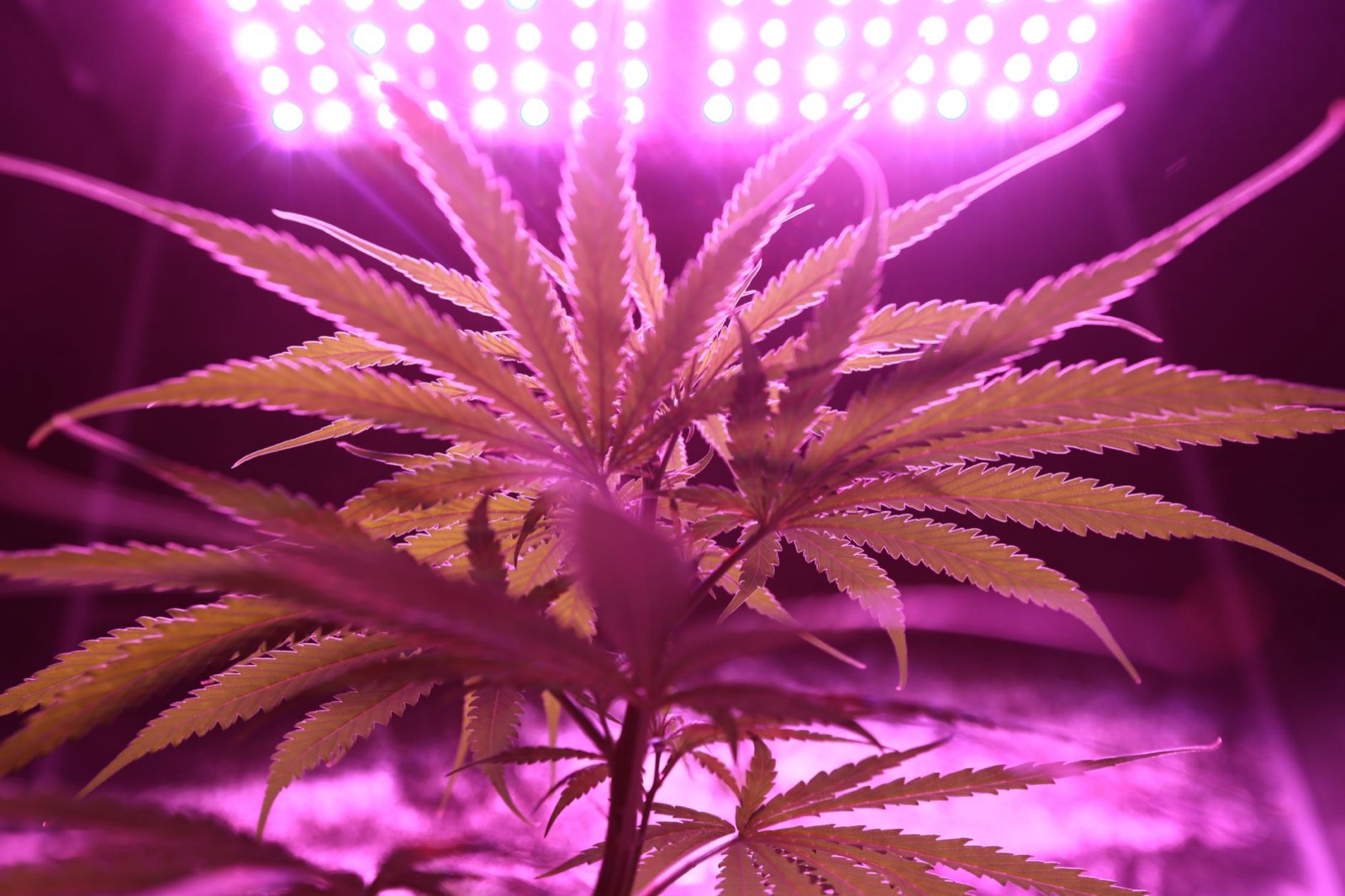 Even cannabis canopy improving light distribution and airflow
