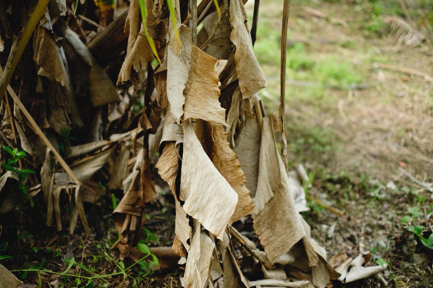 Stressed plant leaves showing symptoms that require diagnosis