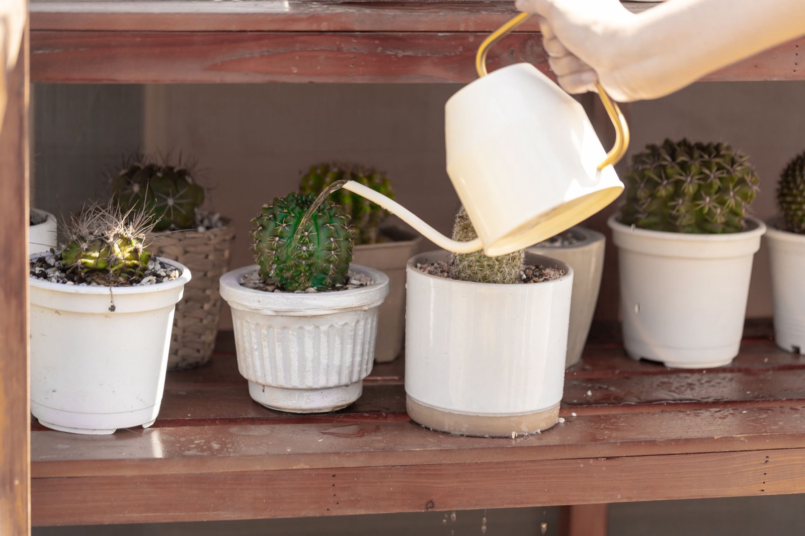 Hand watering using a dry-back method between irrigations
