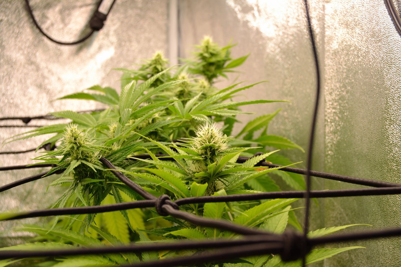 Healthy new cannabis growth confirming a successful correction