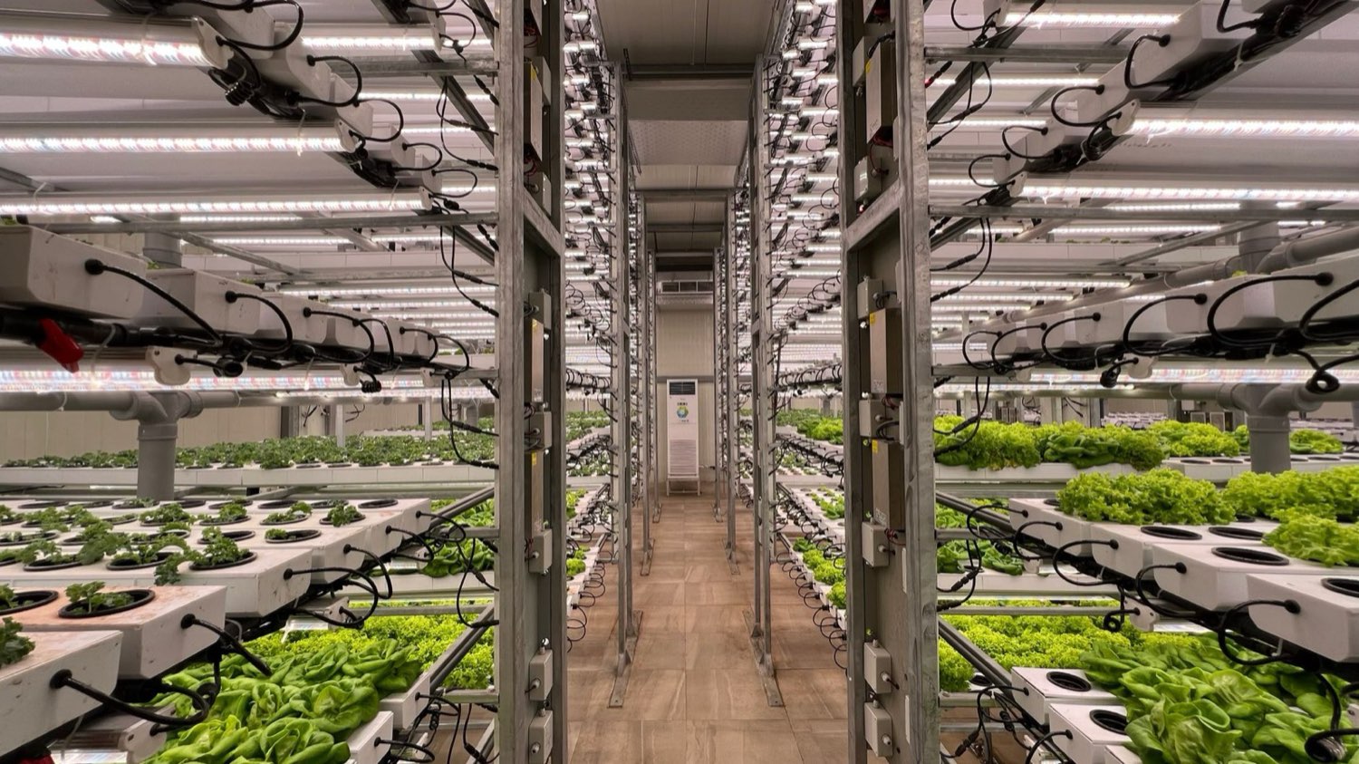 Hydroponic root development on an established cannabis plant
