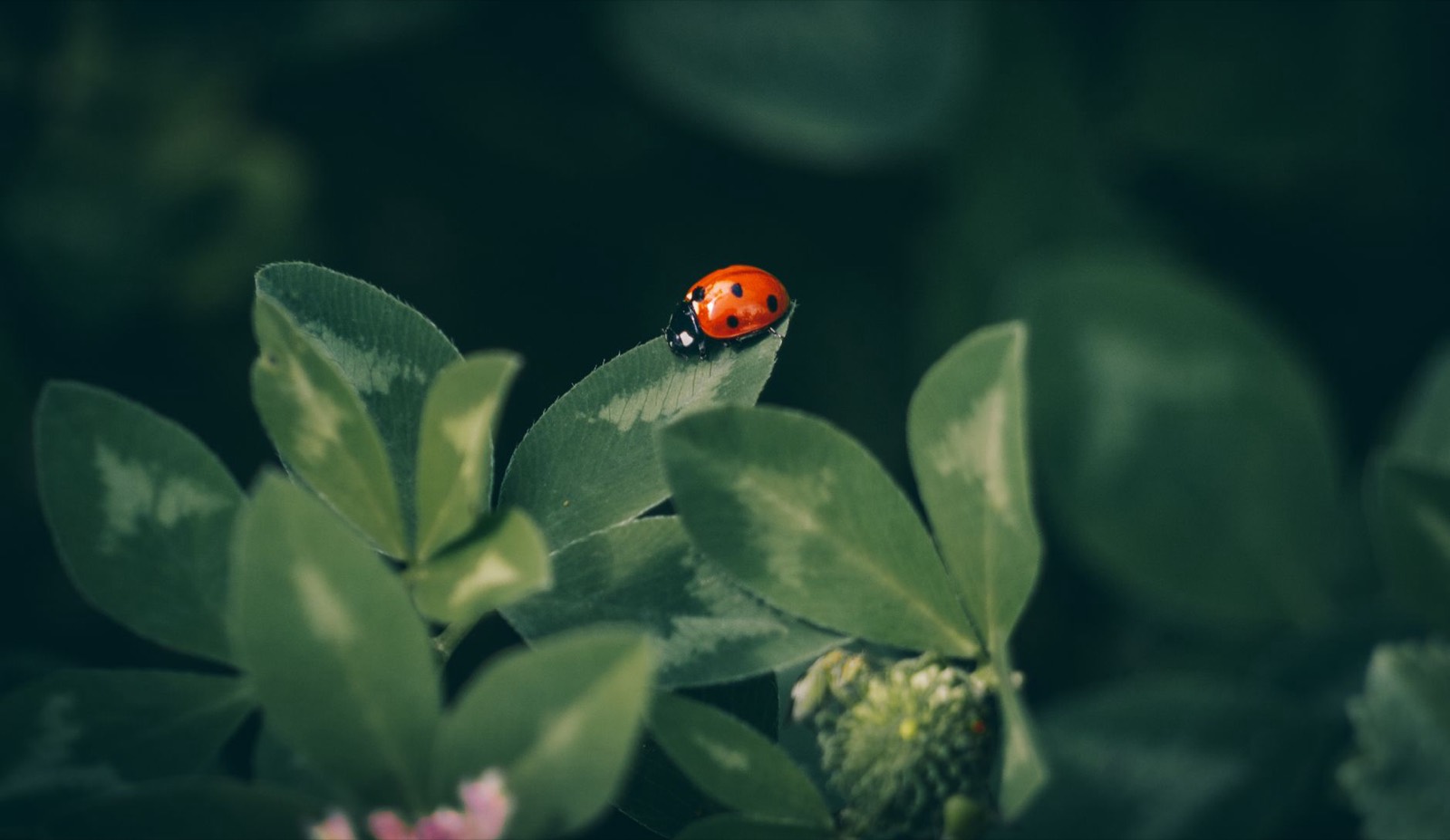 Ladybird beetle on a leaf as a biological pest control agent
