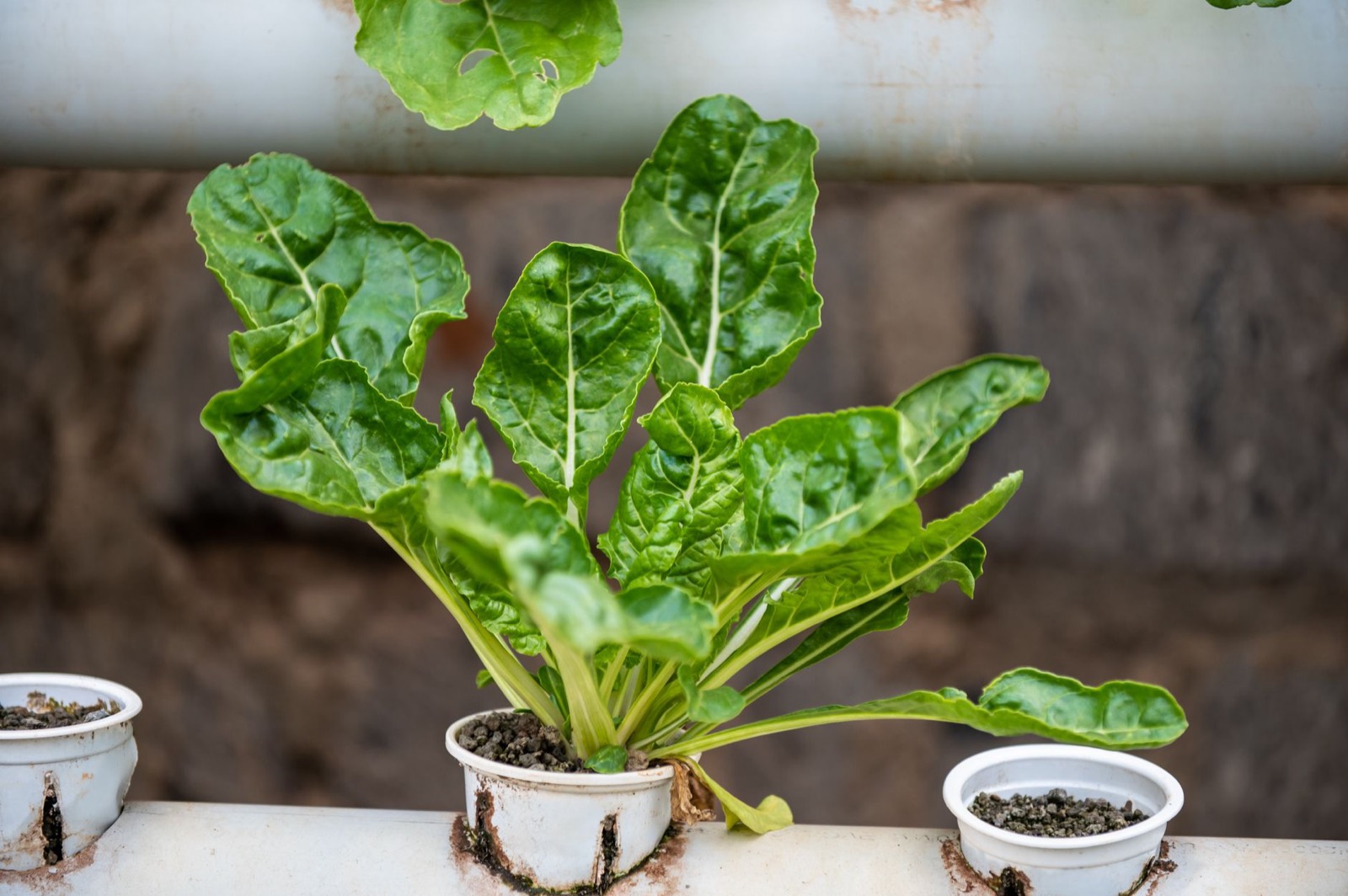 A clean well-managed grow room supporting pesticide-free cultivation