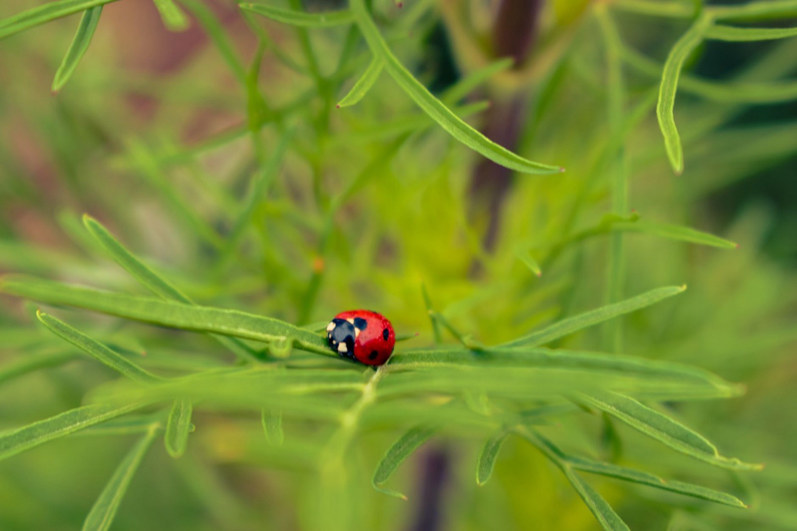 Predatory insect released as part of a biological control programme
