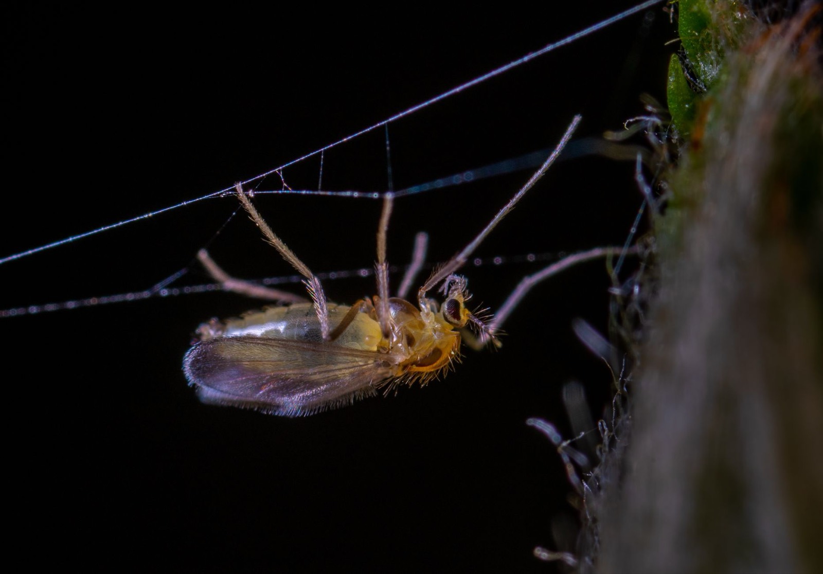 Sticky trap monitoring for early pest detection in a grow room