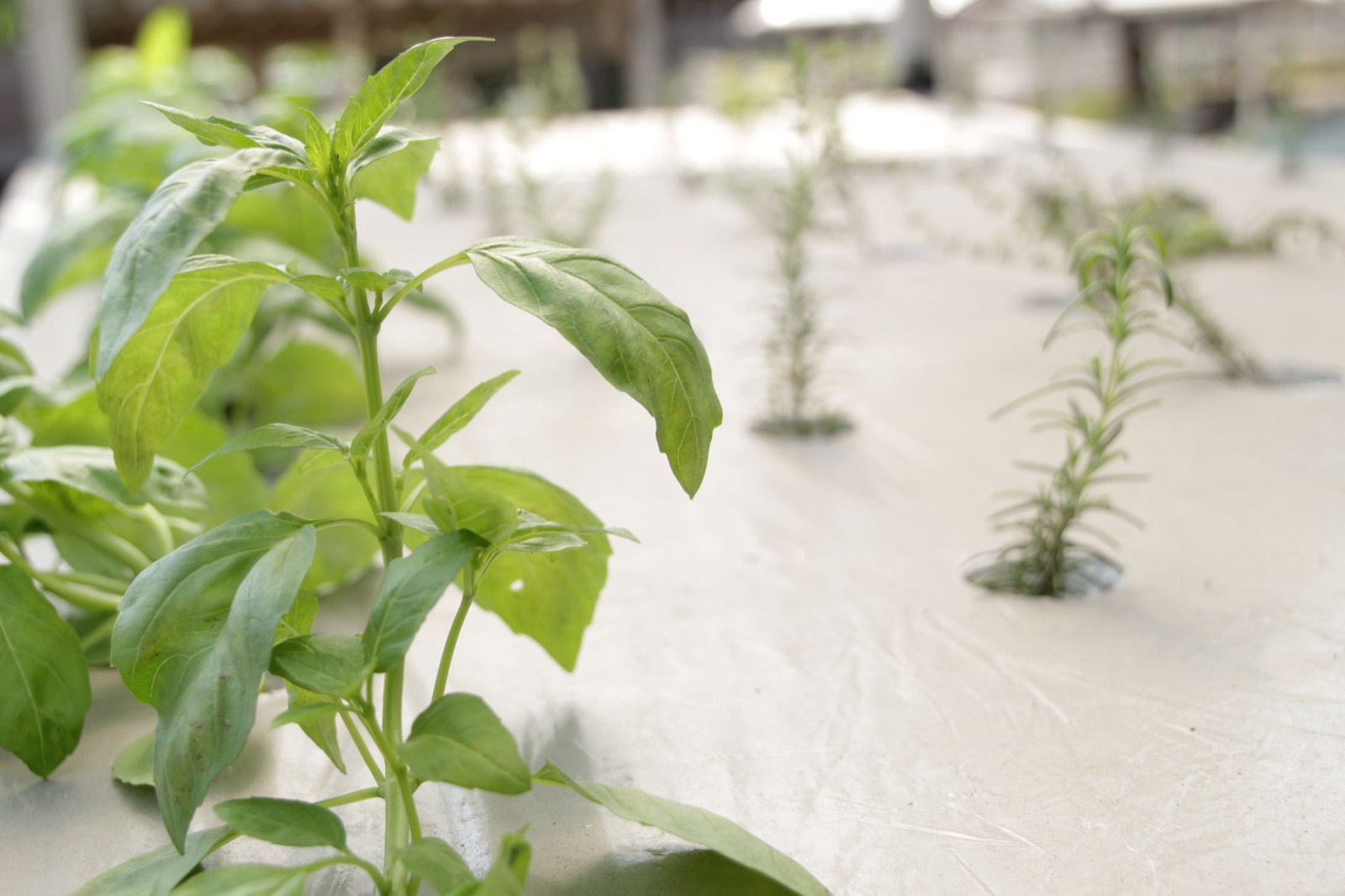 Controlled irrigation supporting root health and pest prevention