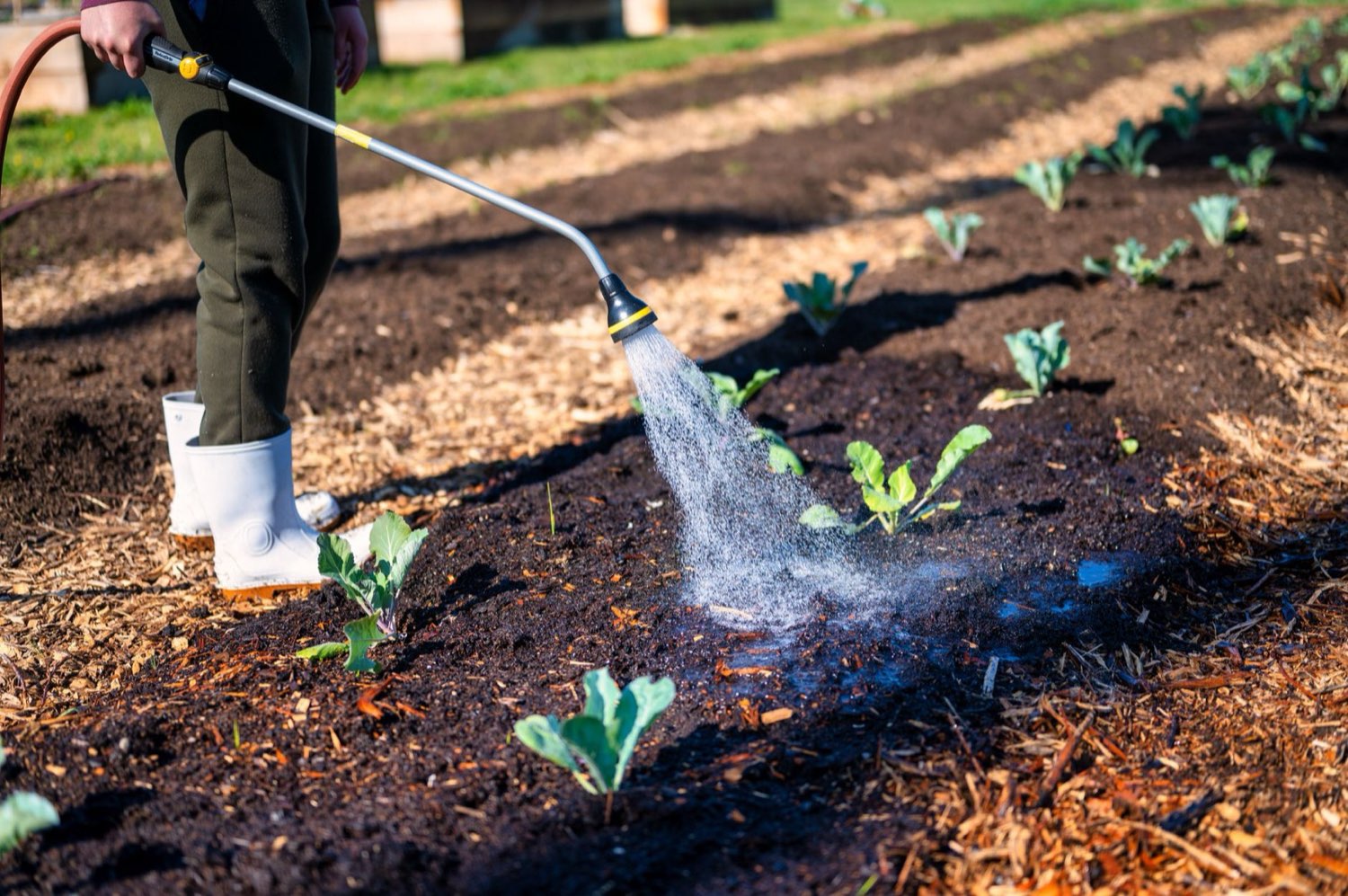 Watering plants as part of a controlled cannabis irrigation programme