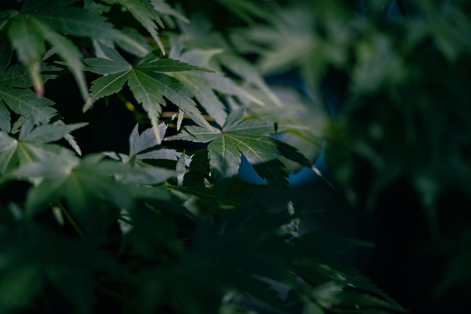 Cannabis leaf showing the morphology the labels actually describe
