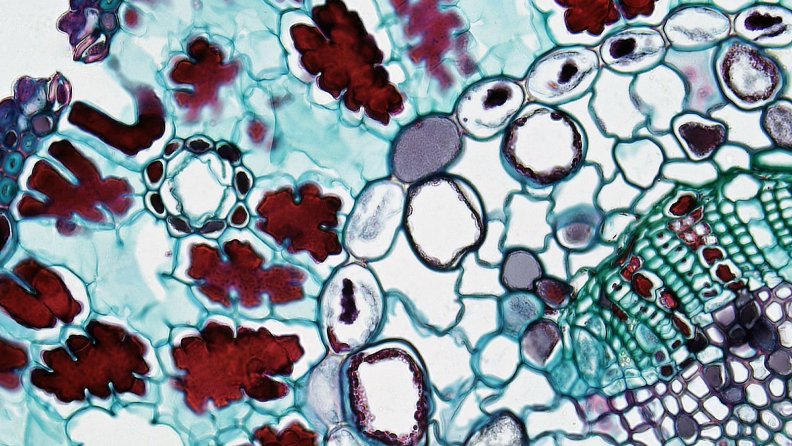 Microscope used to inspect cannabis trichome maturity before harvest