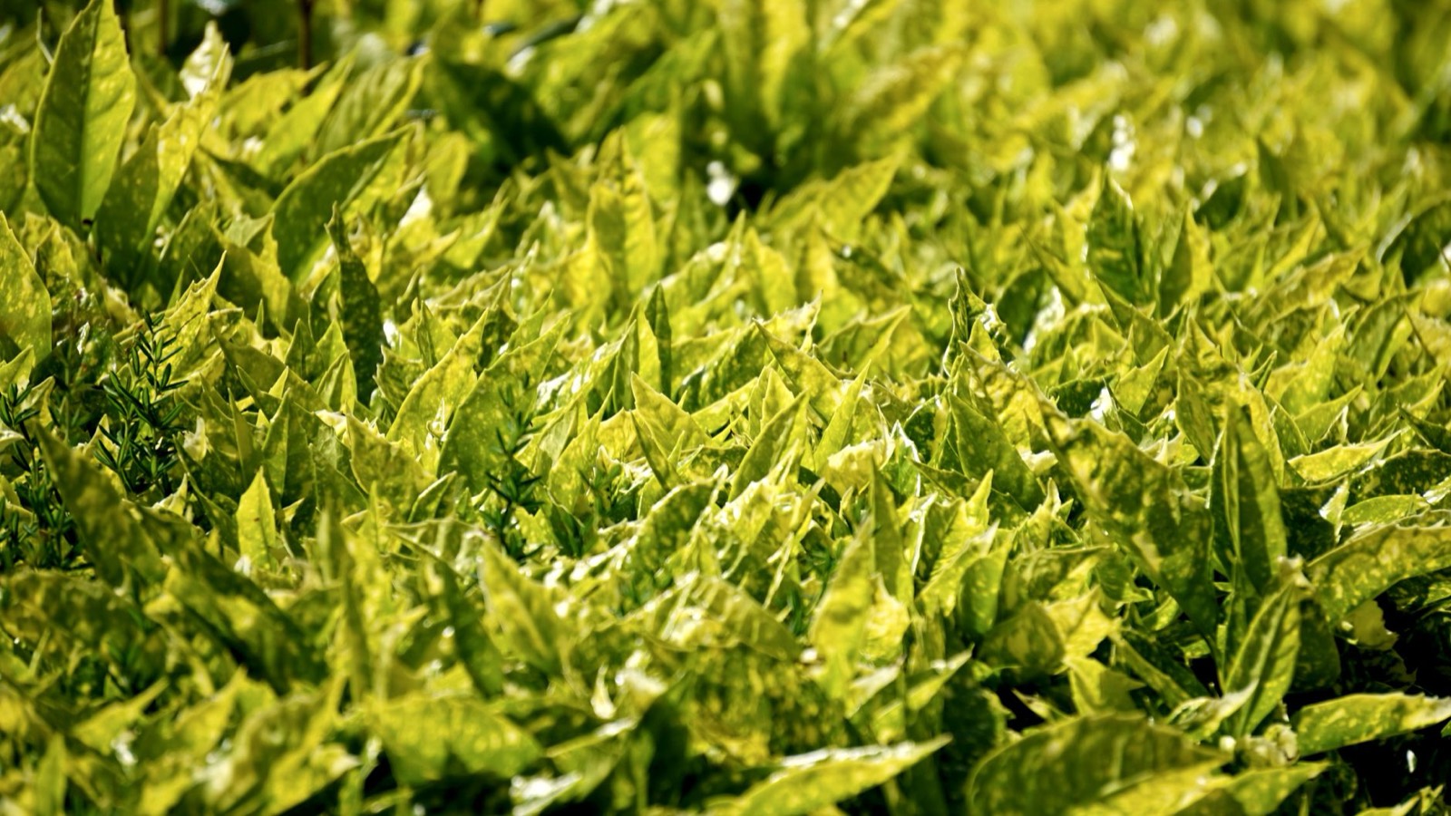 Yellowing leaves showing a typical early nutrient deficiency symptom