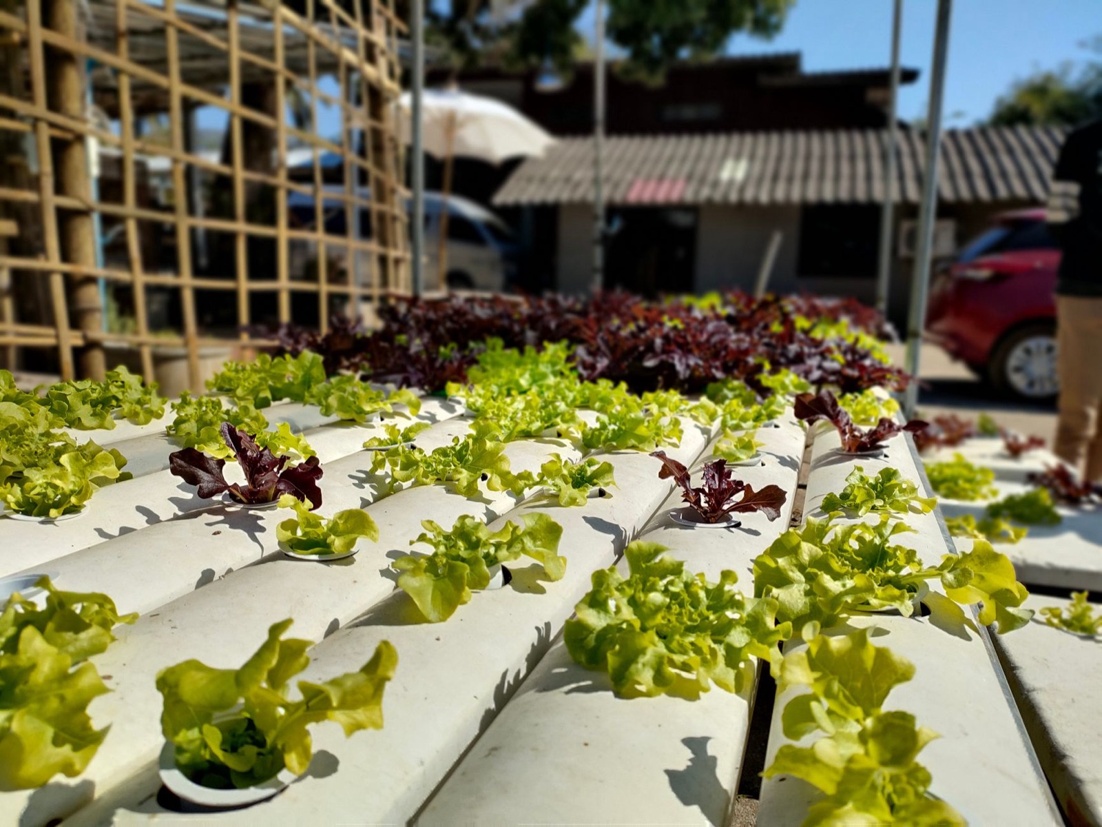 Measuring nutrient solution strength before adjusting a cannabis feed schedule