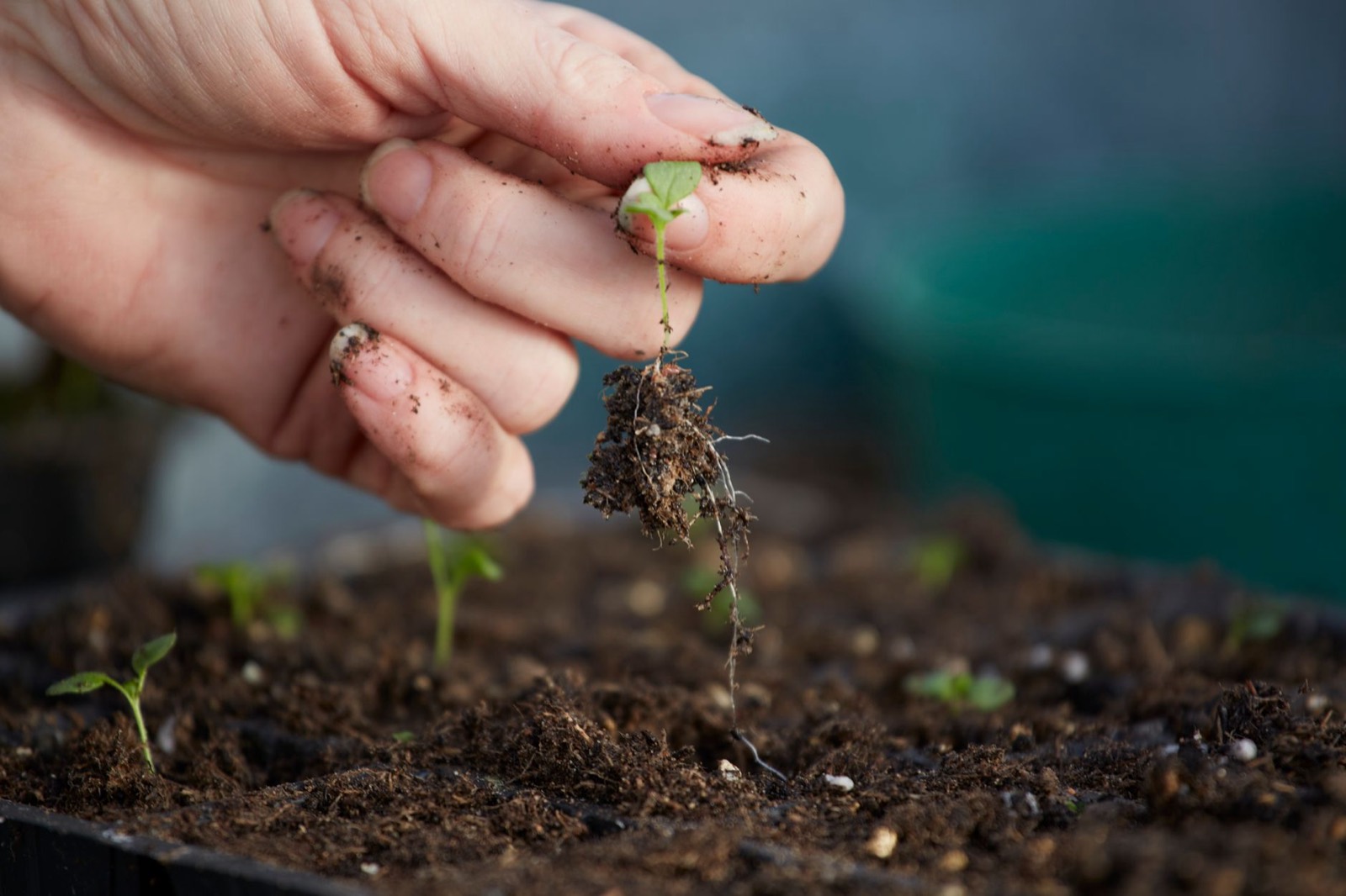 Plant nutrients and growing medium prepared for a cannabis feeding schedule