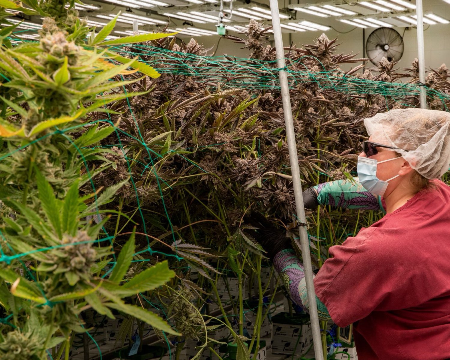 Healthy cannabis canopy indicating a well-balanced feeding programme