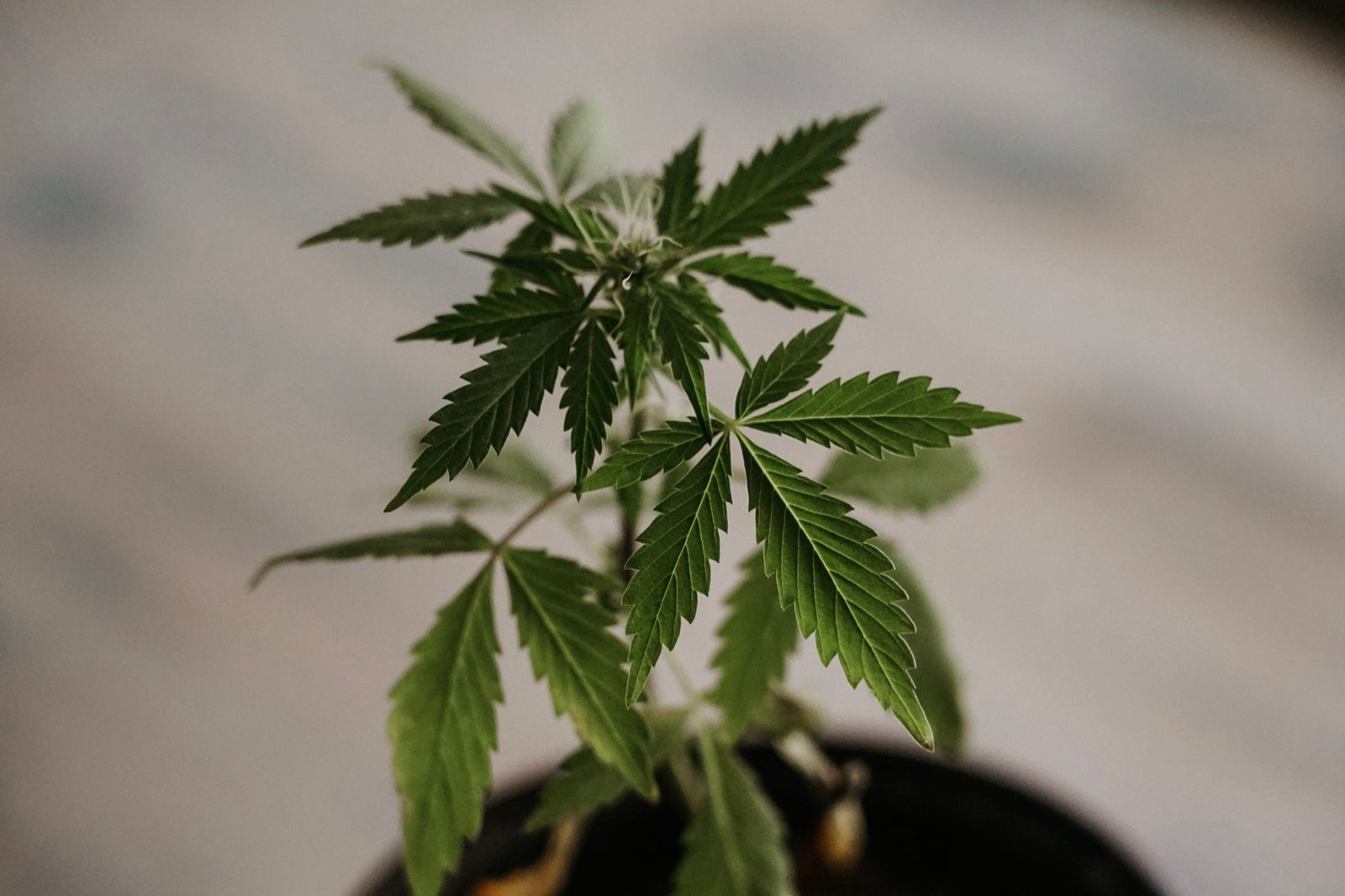 Cannabis plants thriving under optimised temperature and humidity conditions