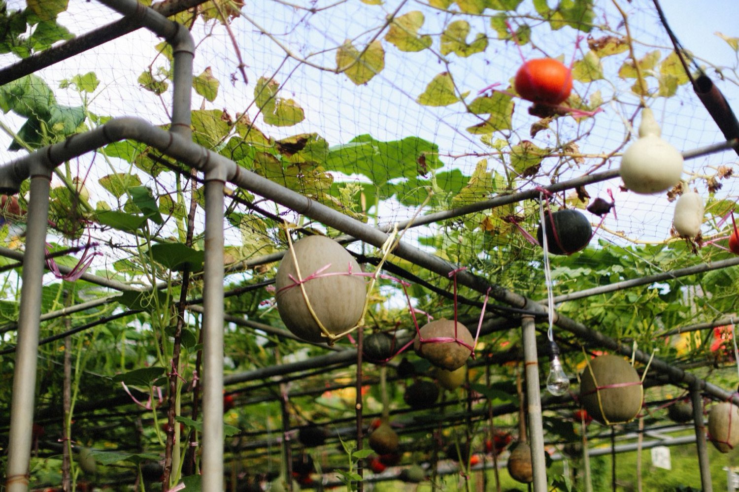 Trained cannabis canopy held flat and even for maximum light coverage
