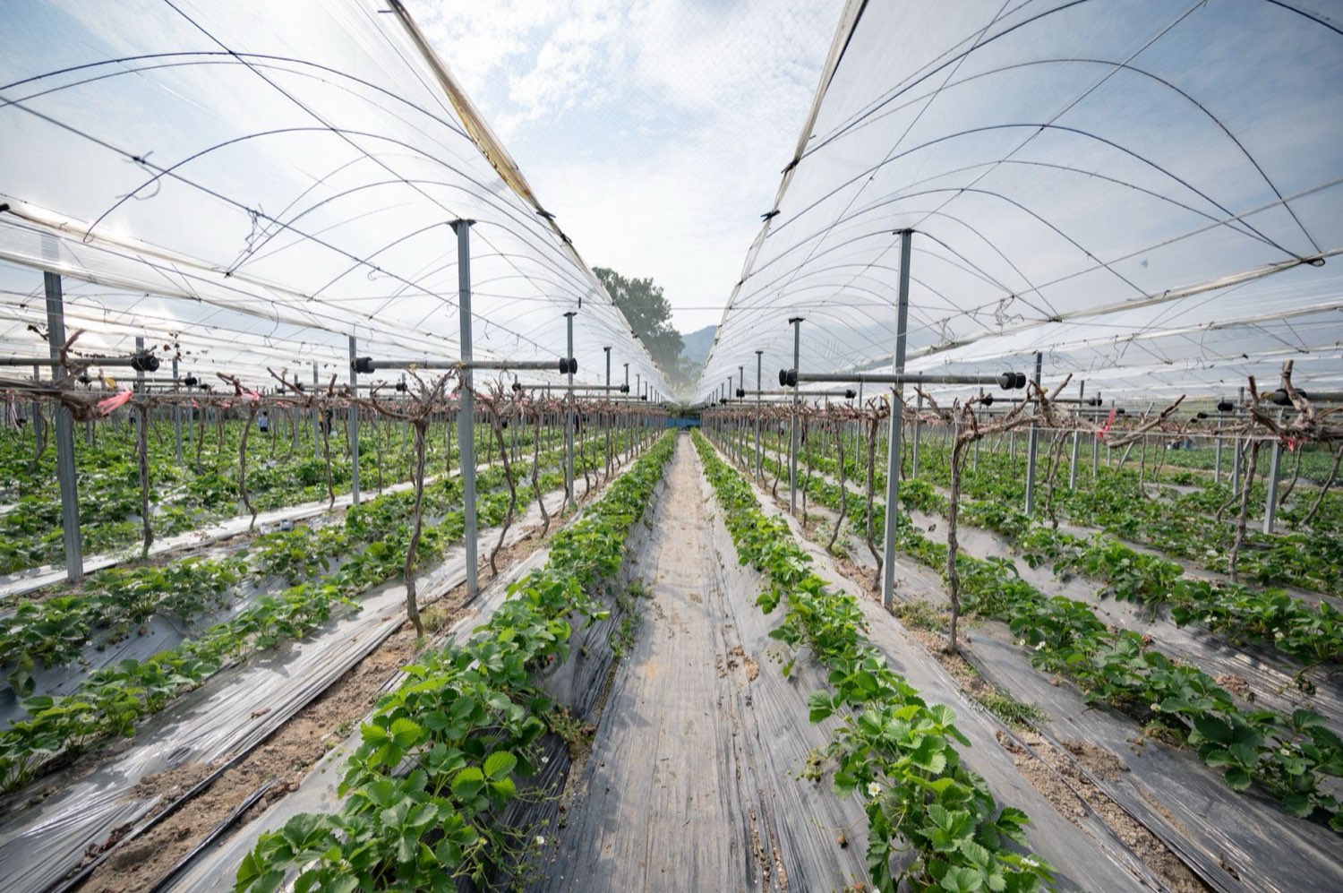 Trellis netting supporting an even SCROG cannabis canopy