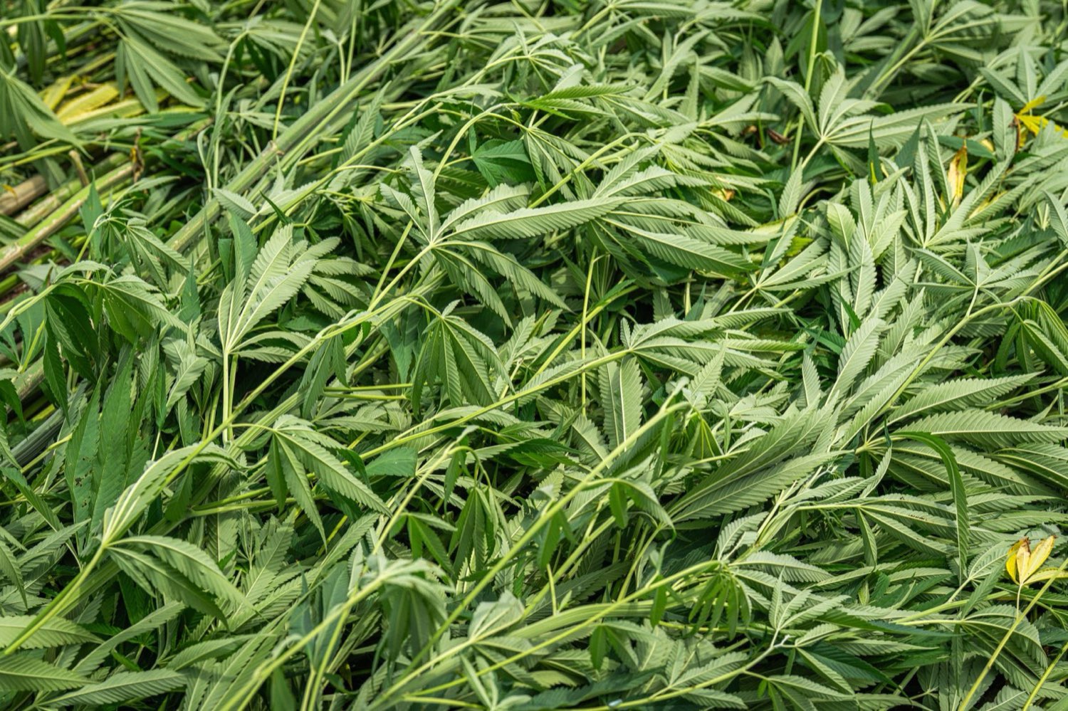 Slow dark drying process that preserves cannabis terpenes