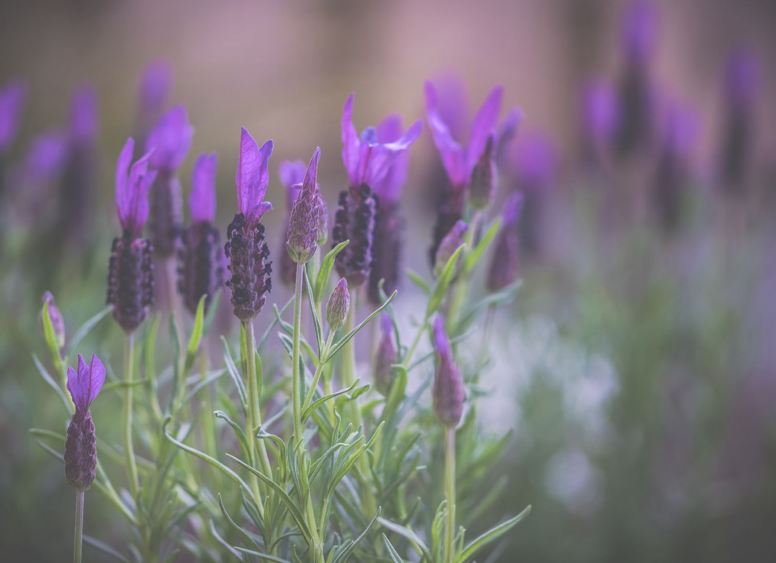 Lavender, the botanical source most associated with linalool