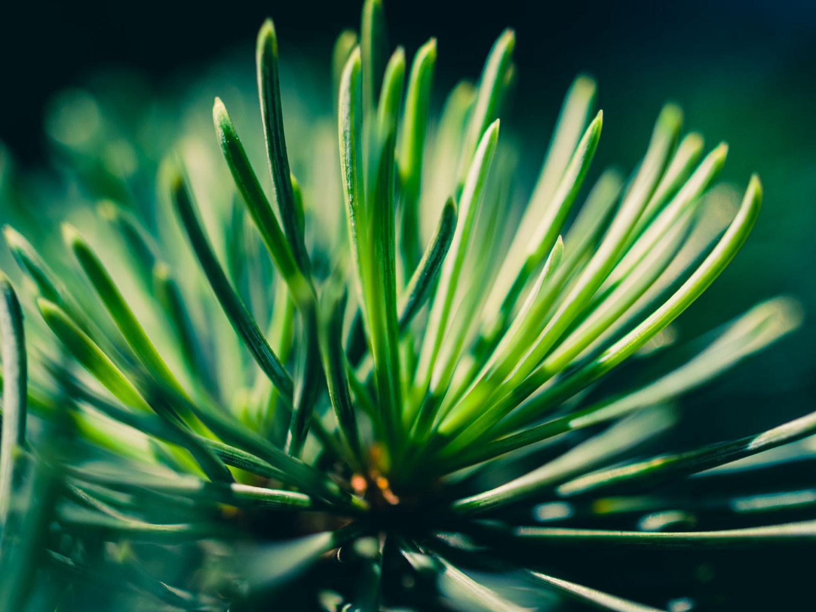 Pine needles representing the pinene terpene aroma