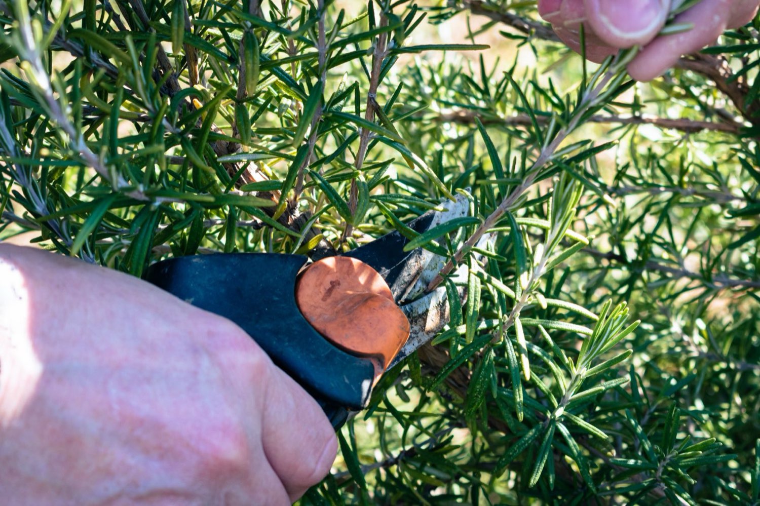 Pruning shears making clean cuts for cannabis topping
