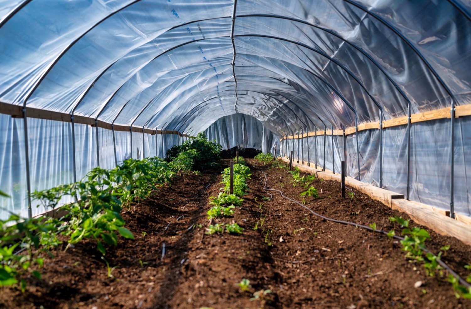 Rows of trained plants in a controlled indoor growing environment