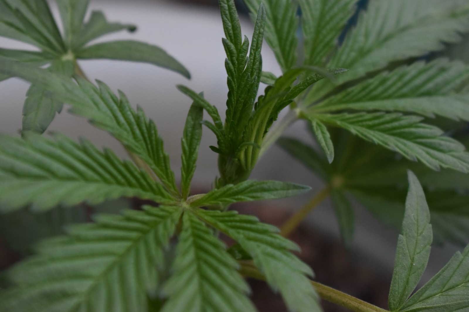Young cannabis plants established in a vegetative growth room