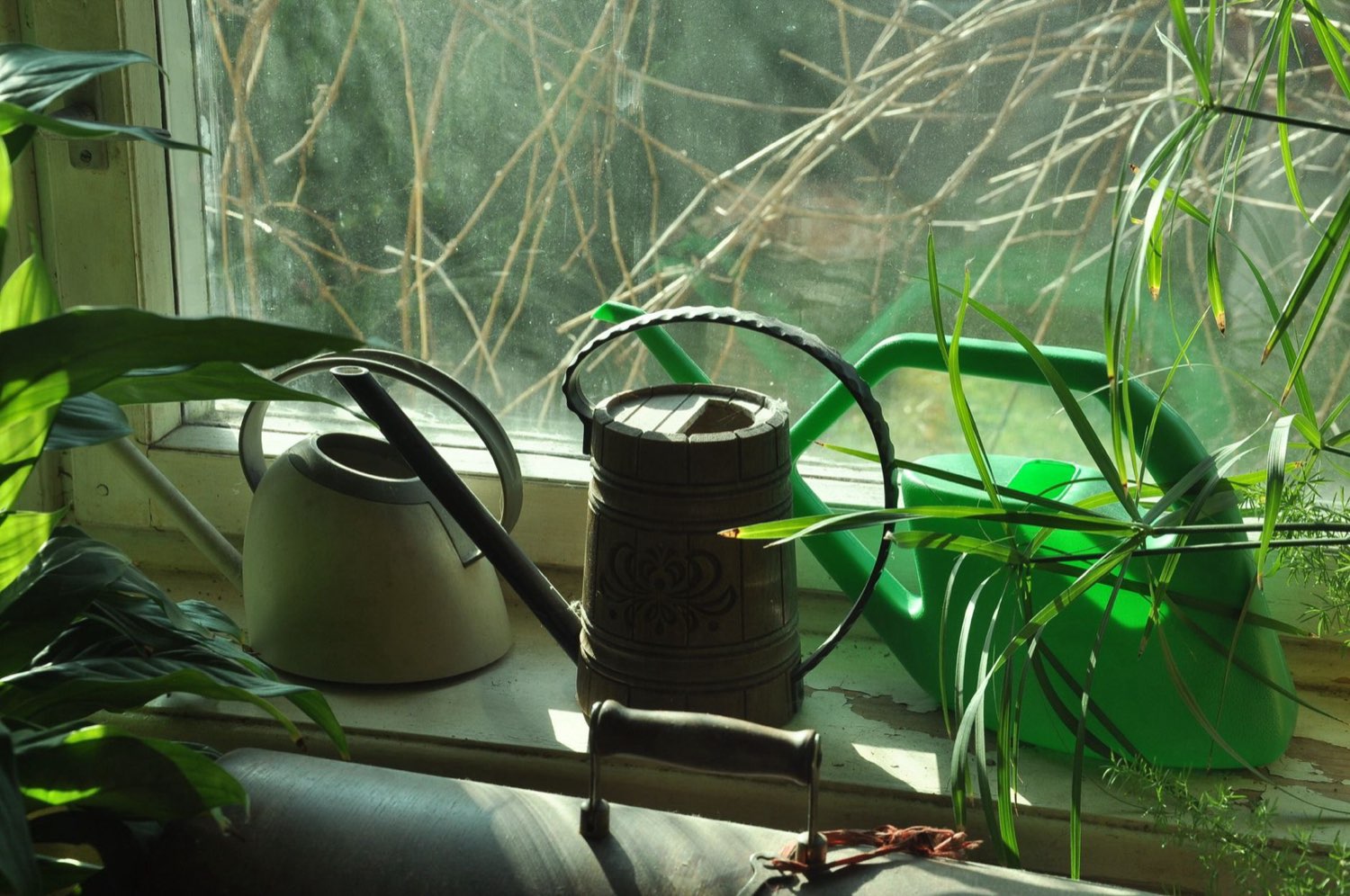 Vegetative plant care during the cannabis training window