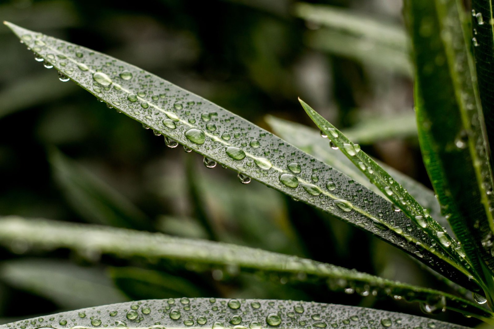 Water droplets on a plant leaf illustrating humidity and irrigation interaction