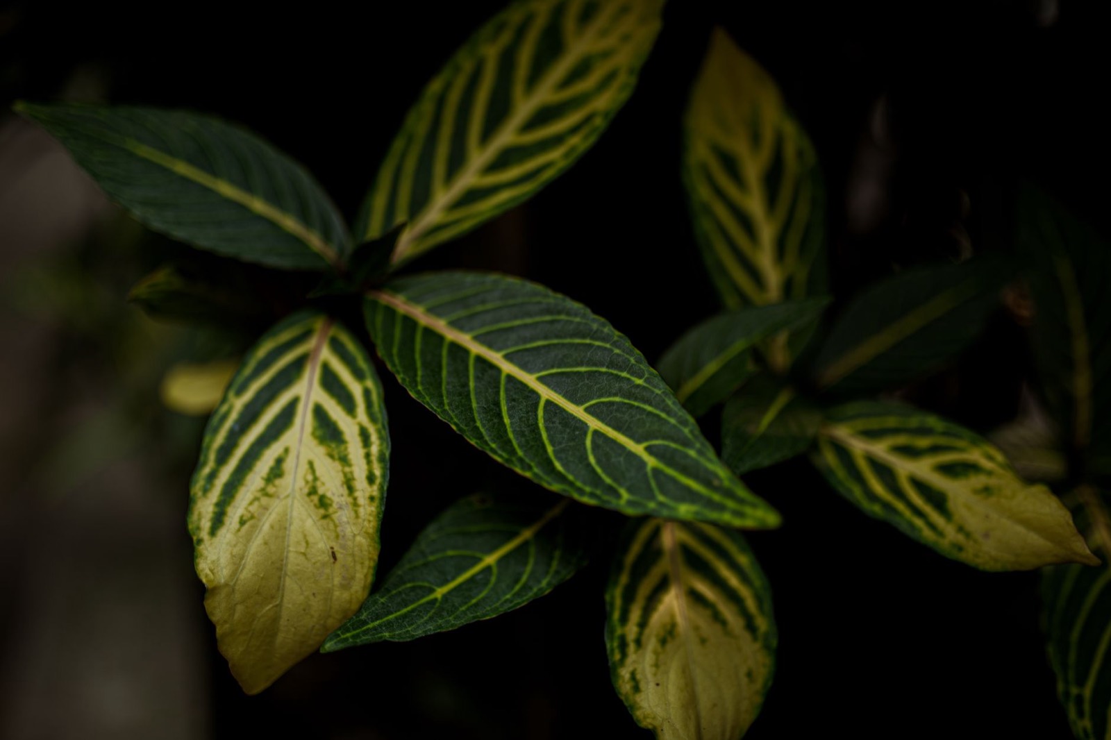 Yellowing cannabis leaves often caused by pH lockout rather than deficiency