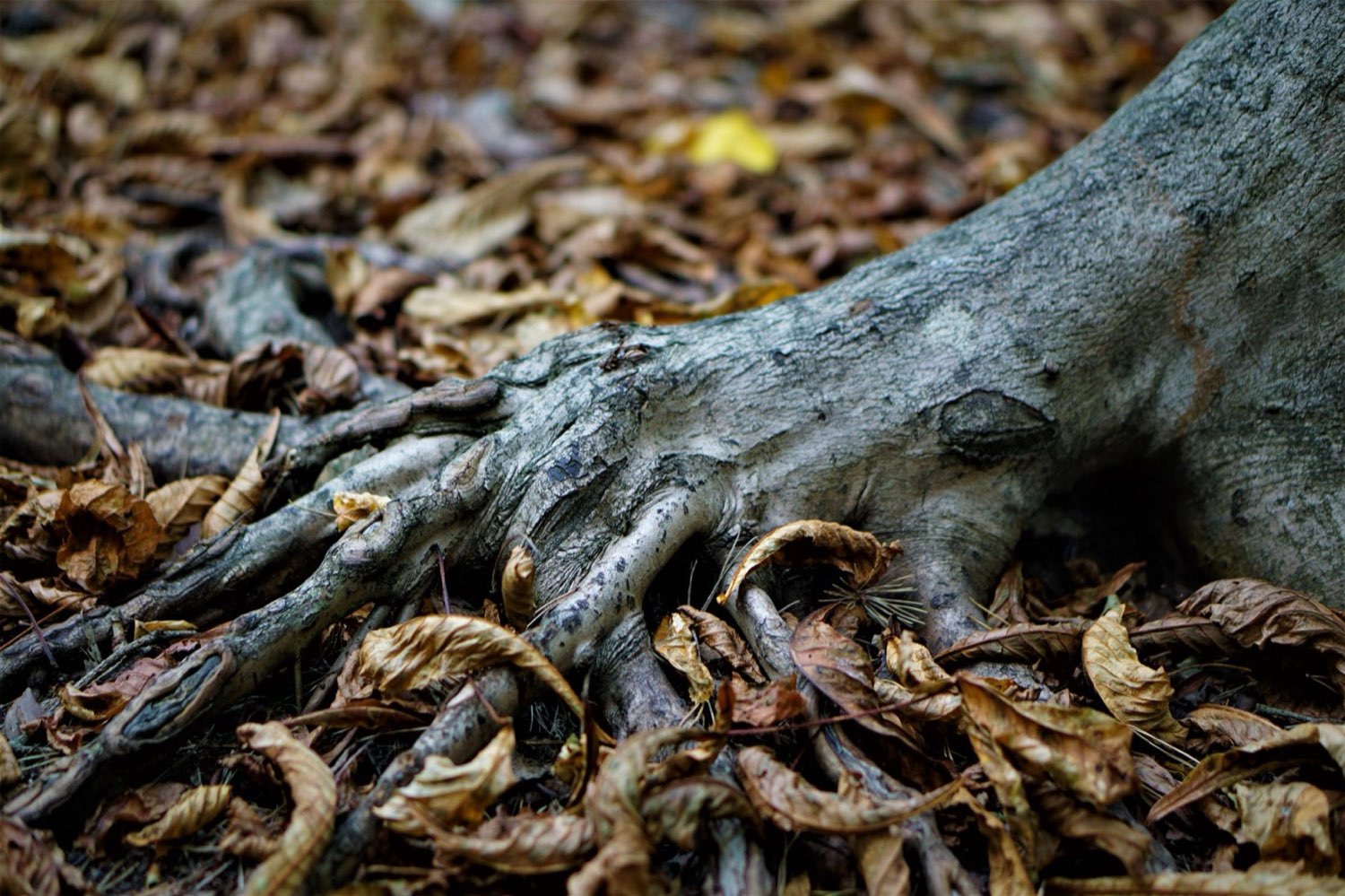 Branching roots representing the Chemdawg family tree of descendants