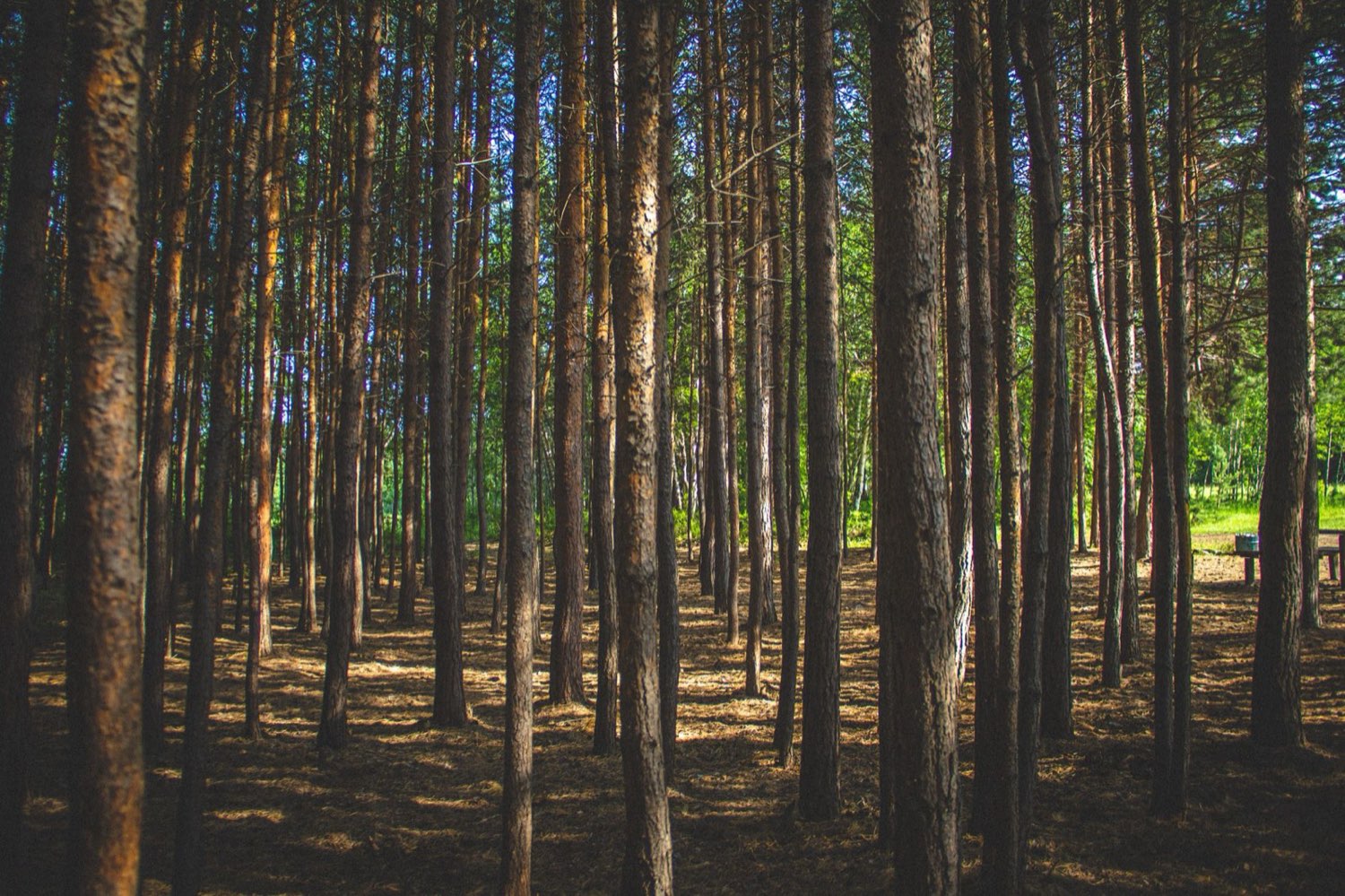 Northern Michigan forest beside the Lost Leaf facility