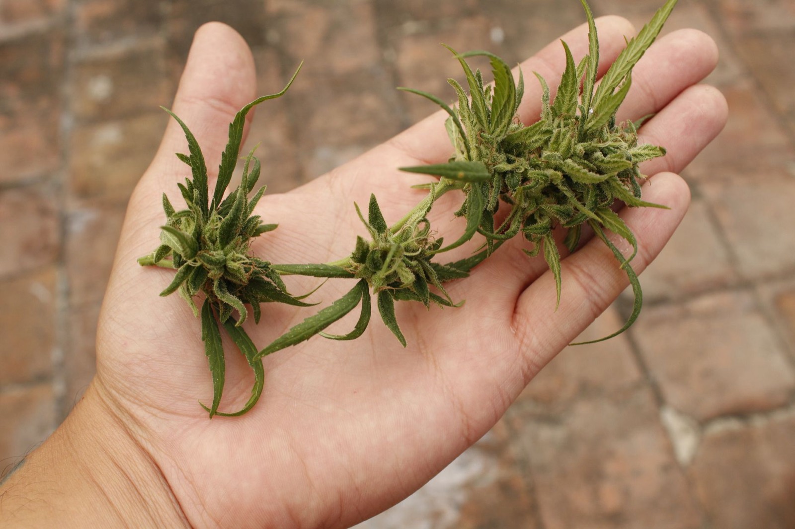 Chemdawg cannabis flower with sativa-leaning structure