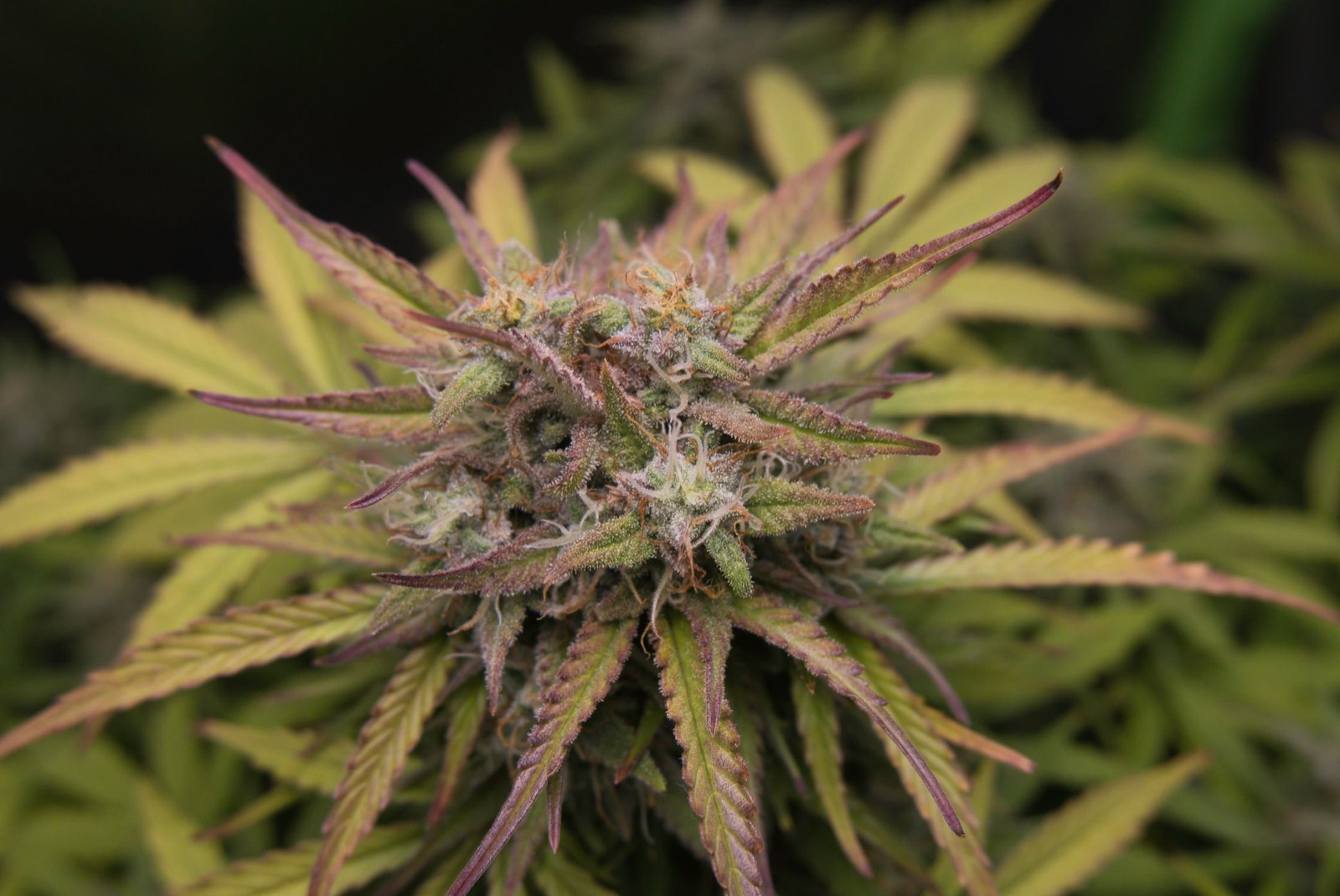 Indoor cannabis canopy grown under controlled environment conditions