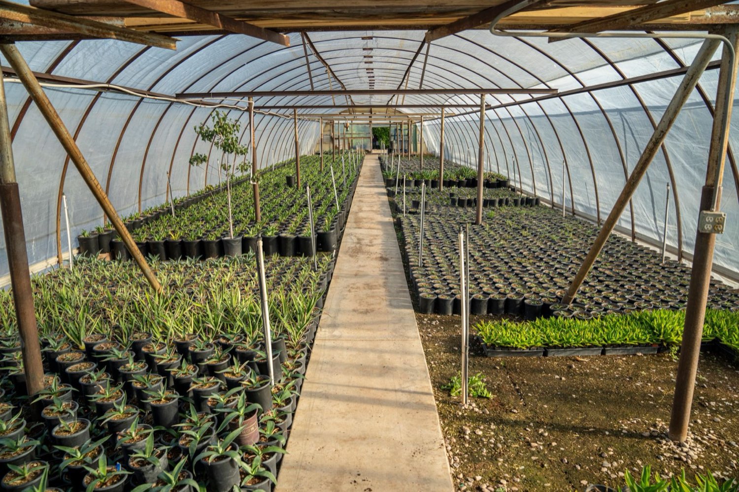 Rows of plants growing in a climate-controlled greenhouse environment