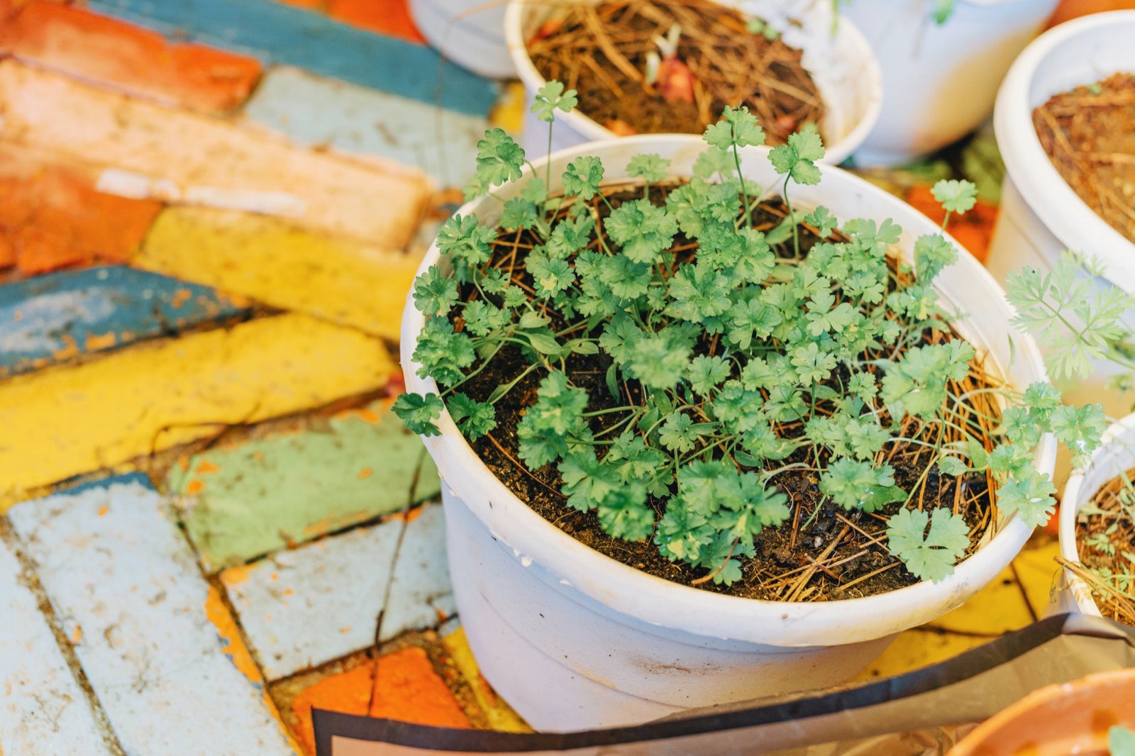 Floral and herbal botanicals representing the OGKB aroma base