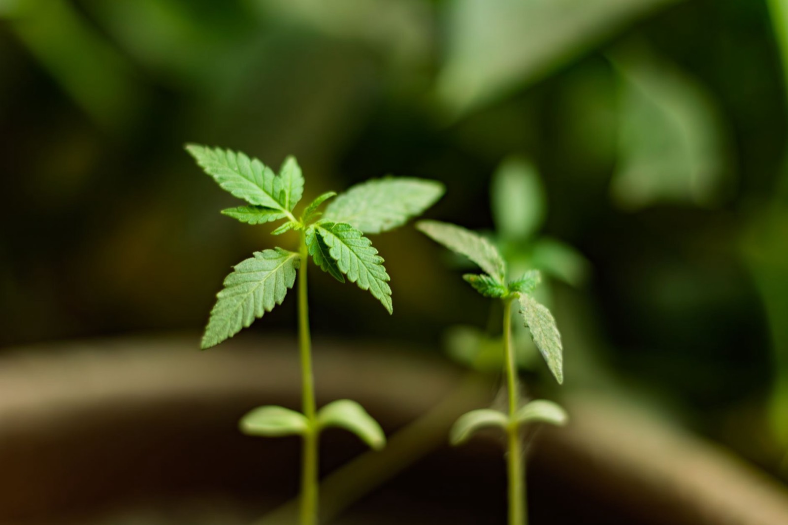 Indoor cannabis grown under controlled environmental conditions
