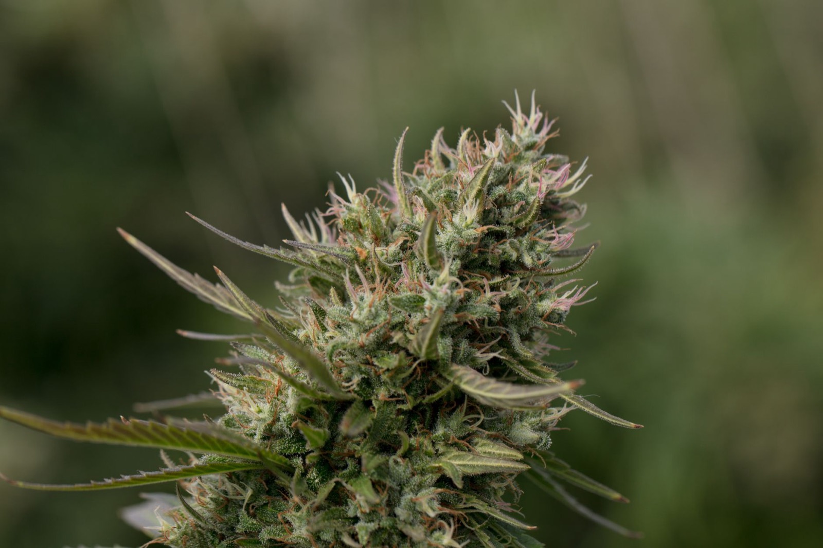 Dense resin coverage characteristic of Do-Si-Dos genetics