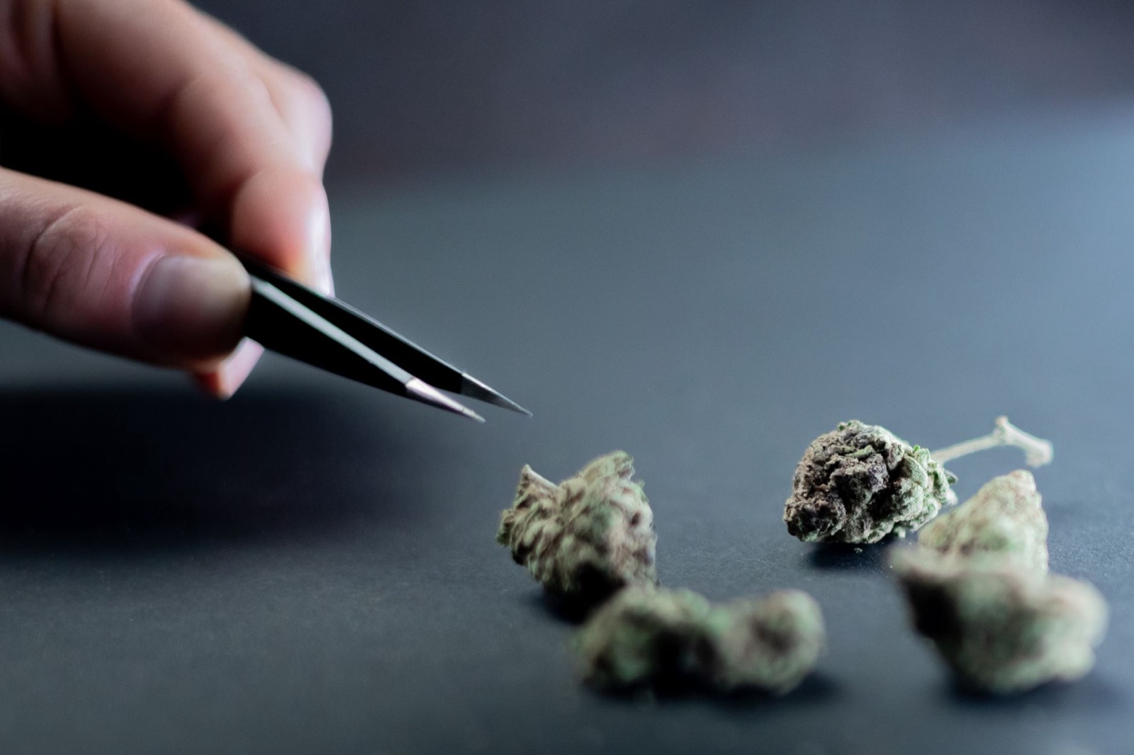 Do-Si-Dos cannabis flower showing dense OG-derived structure