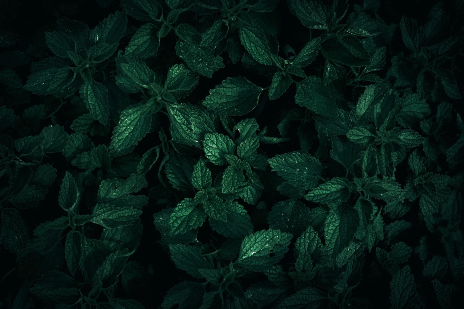 Botanical spices representing the anise and liquorice note