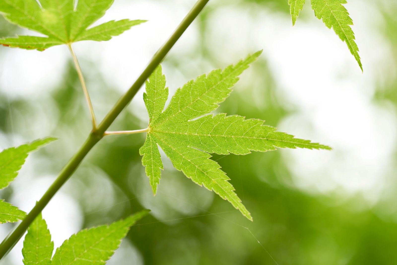 Narrow-leaved sativa foliage characteristic of Durban Poison